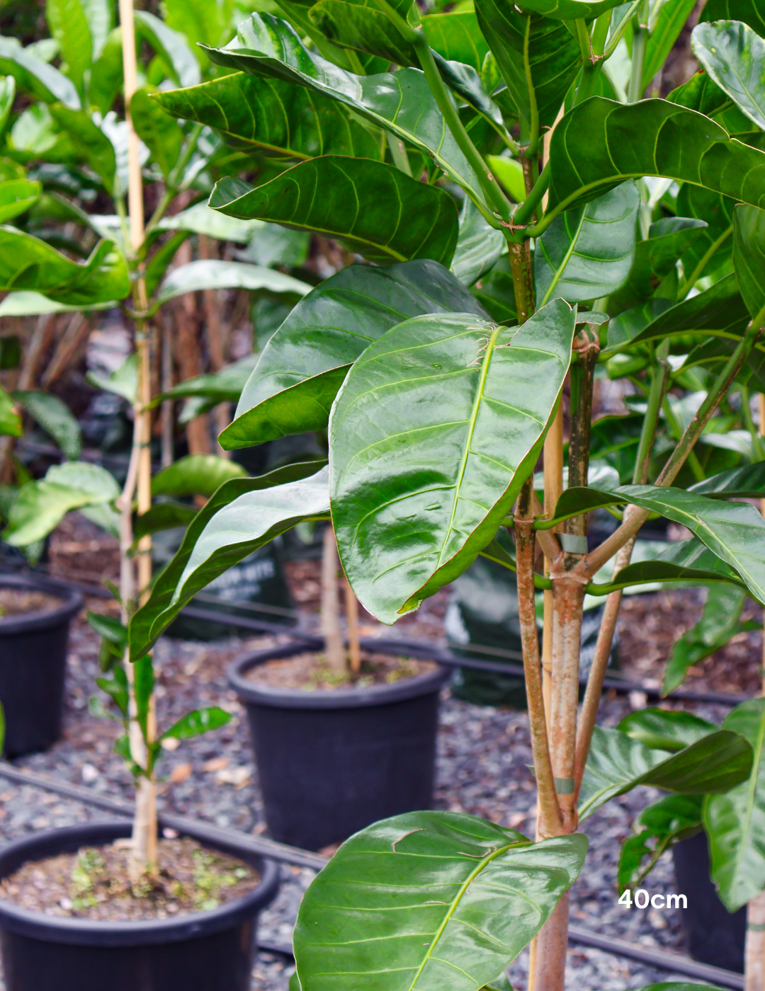 Randia fitzalanii – Native Gardenia - Evergreen Trees Direct