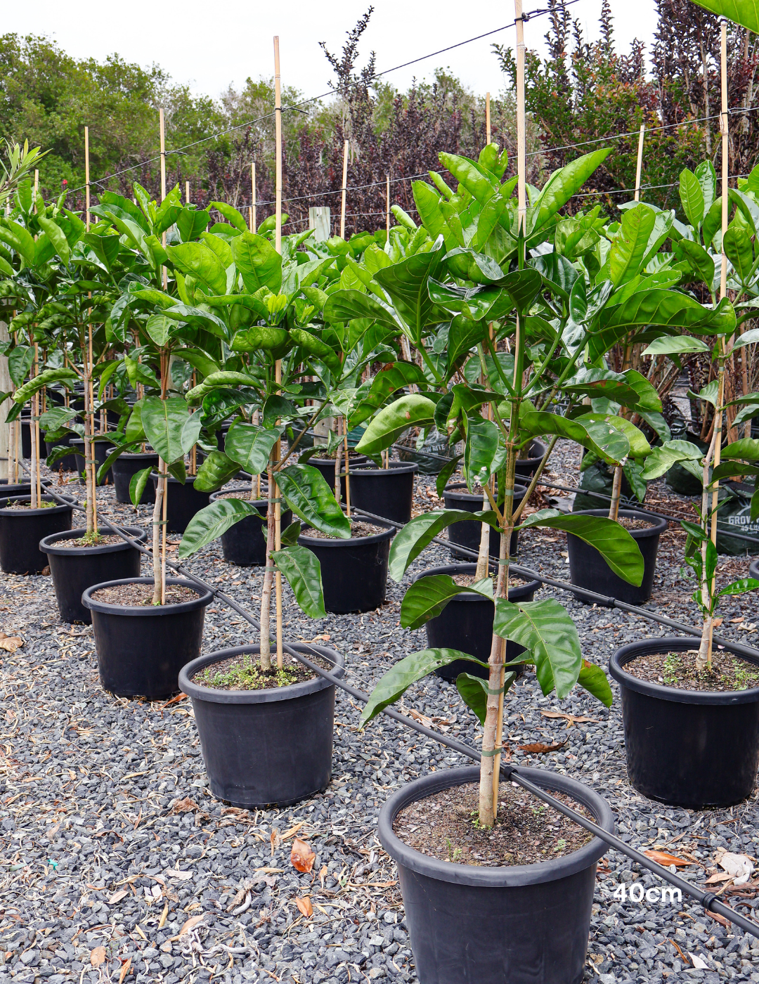 Randia fitzalanii – Native Gardenia - Evergreen Trees Direct