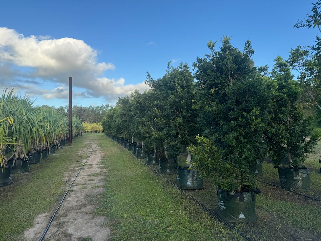 Ficus Hillii