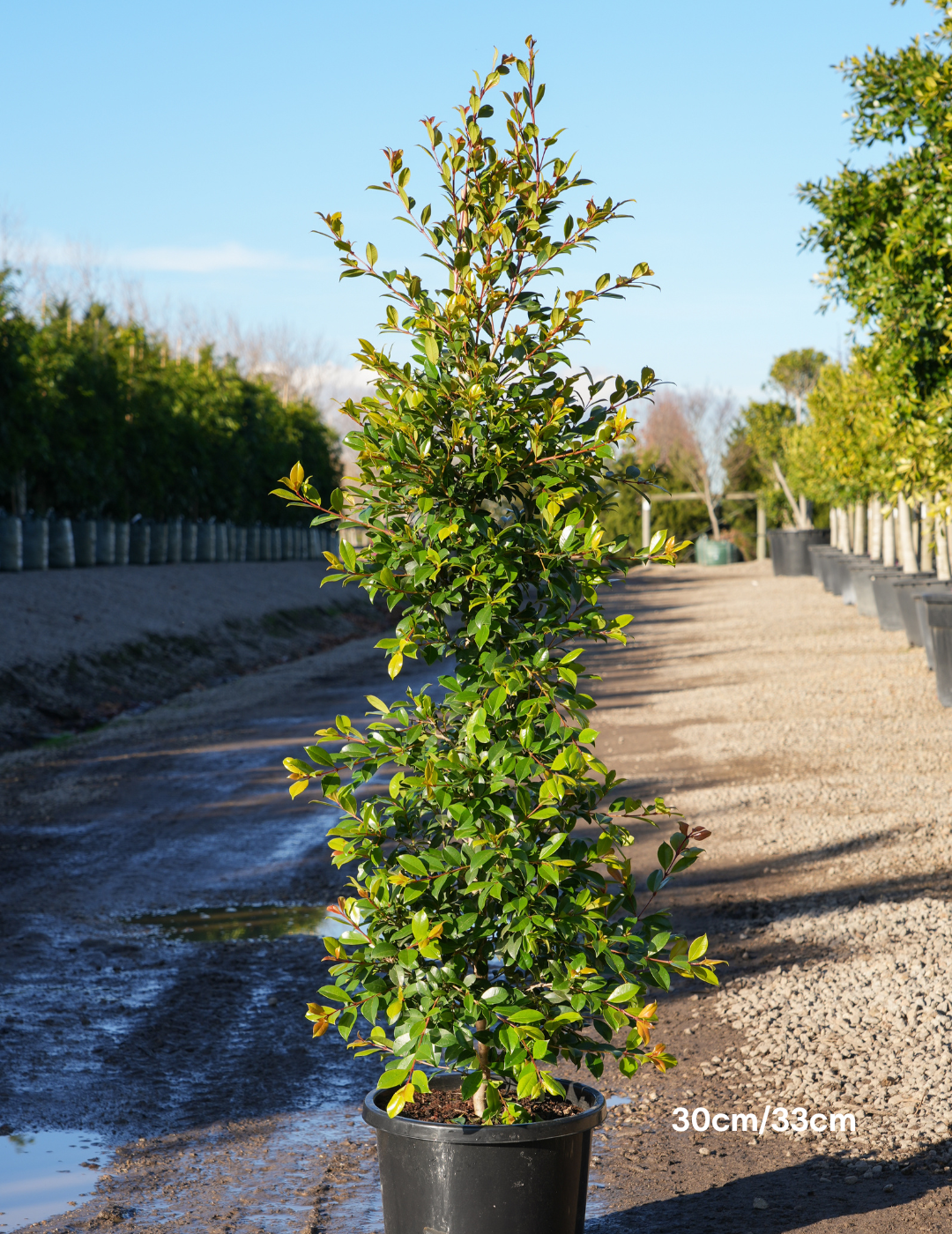 Syzygium paniculatum 'Backyard Bliss' - Lilly Pilly