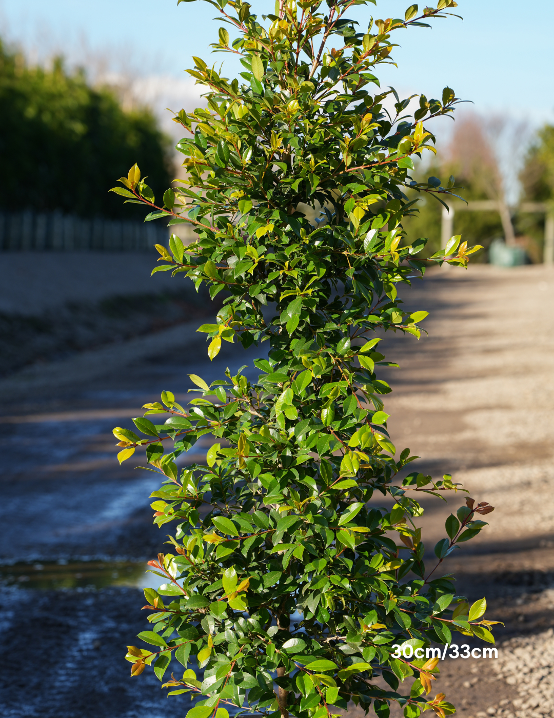 Syzygium paniculatum 'Backyard Bliss' - Lilly Pilly - Evergreen Trees Direct