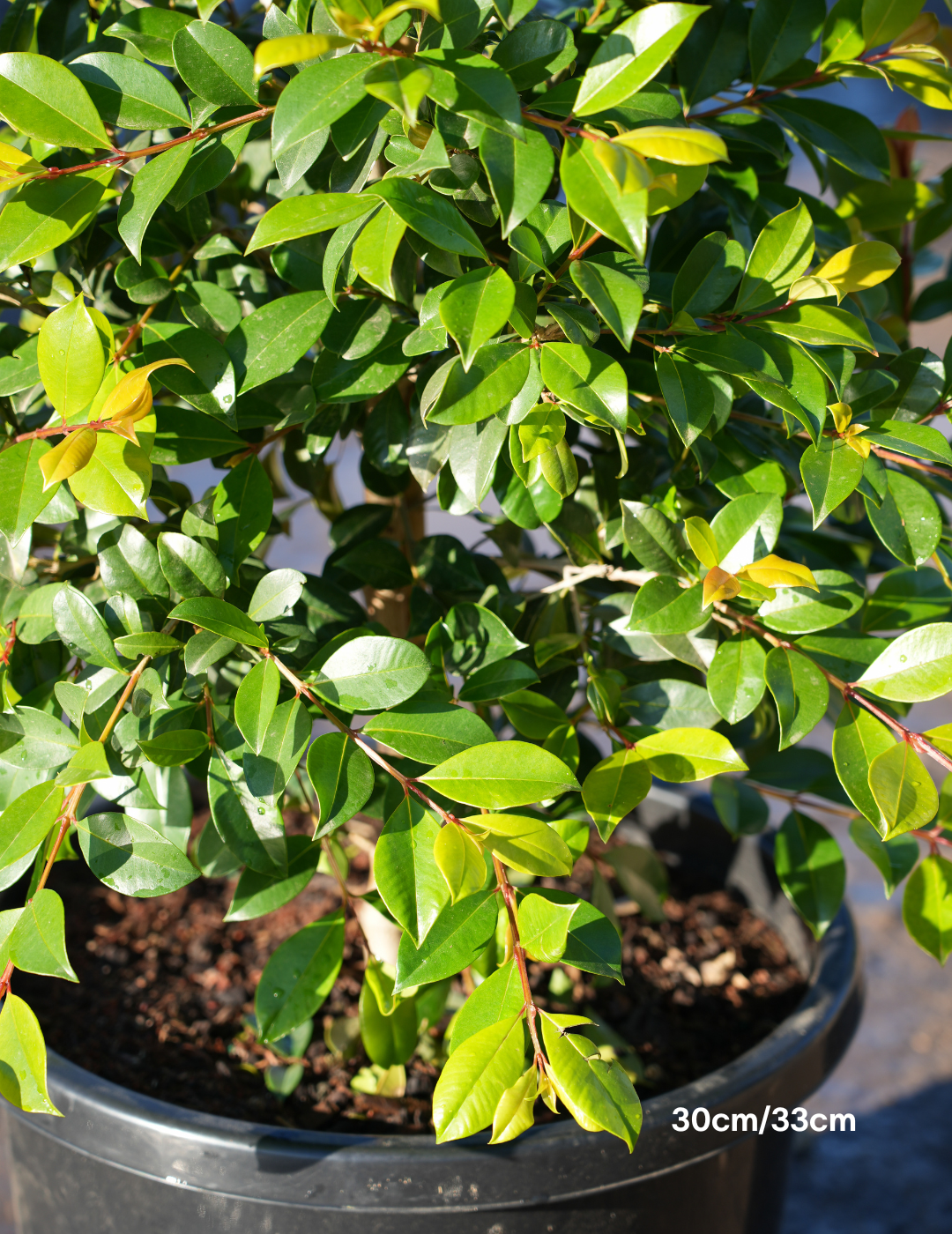 Syzygium paniculatum 'Backyard Bliss' - Lilly Pilly - Evergreen Trees Direct