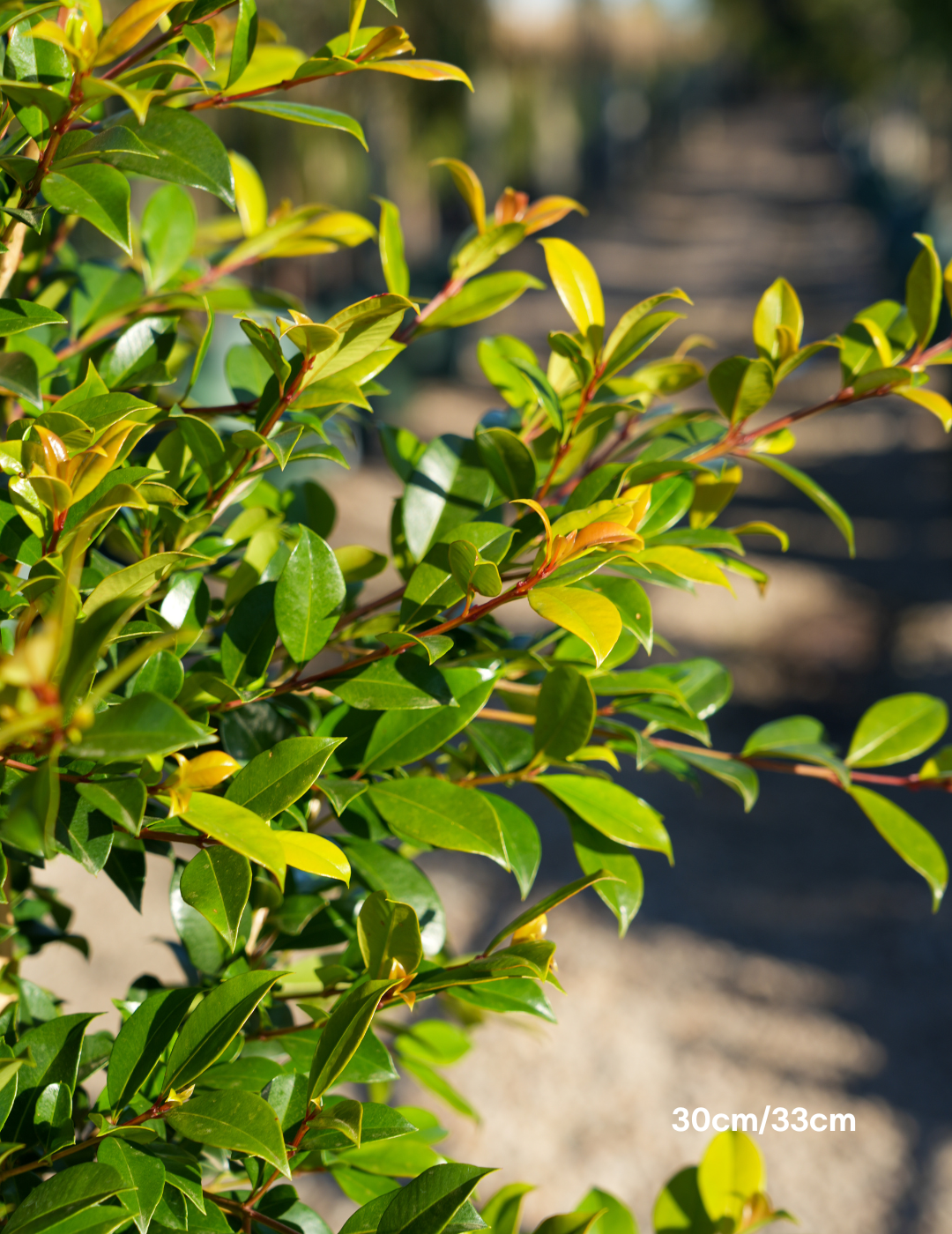 Syzygium paniculatum 'Backyard Bliss' - Lilly Pilly
