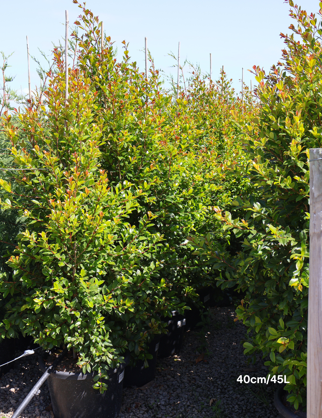 Syzygium paniculatum 'Backyard Bliss' - Lilly Pilly - Evergreen Trees Direct