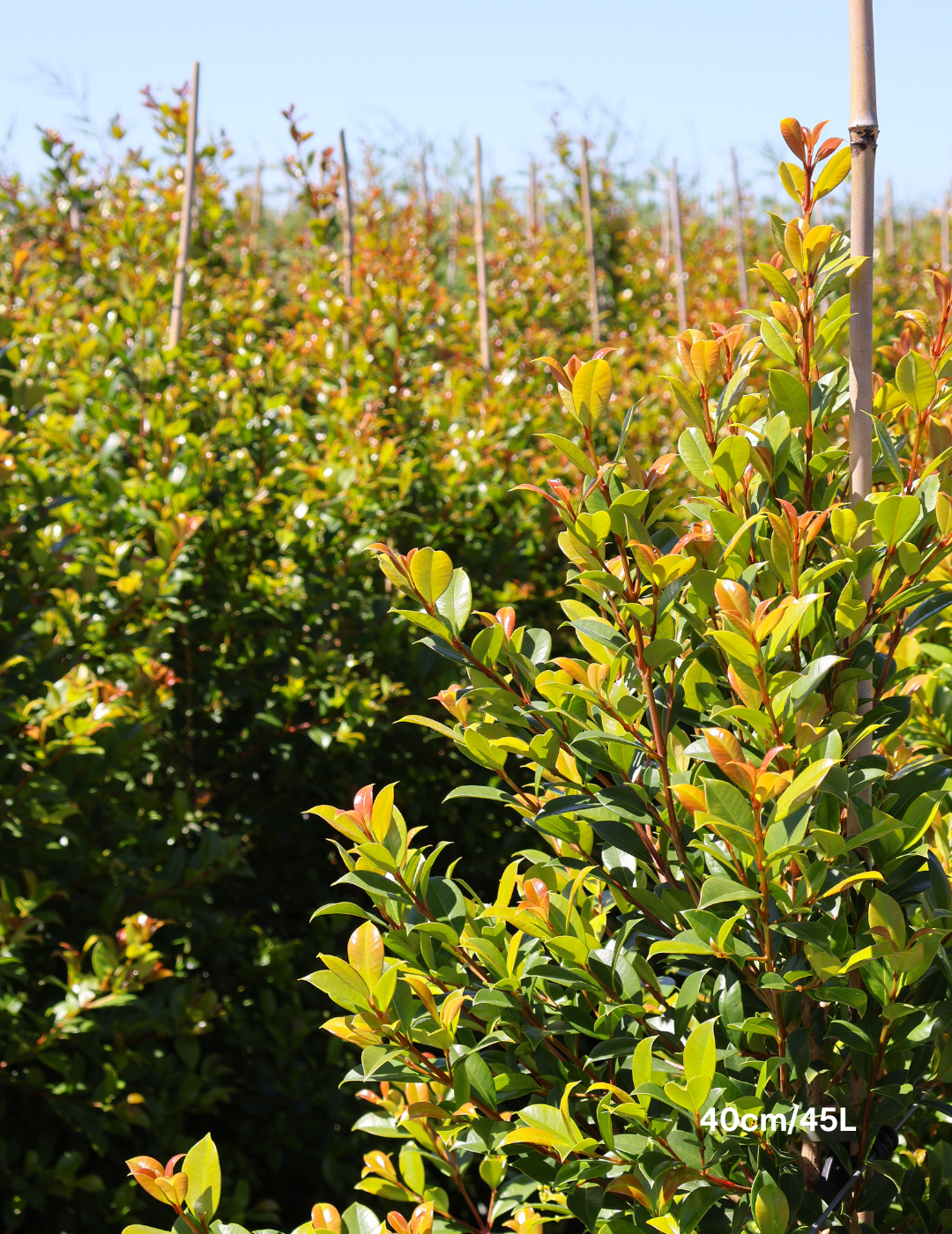 Syzygium paniculatum 'Backyard Bliss' - Lilly Pilly - Evergreen Trees Direct