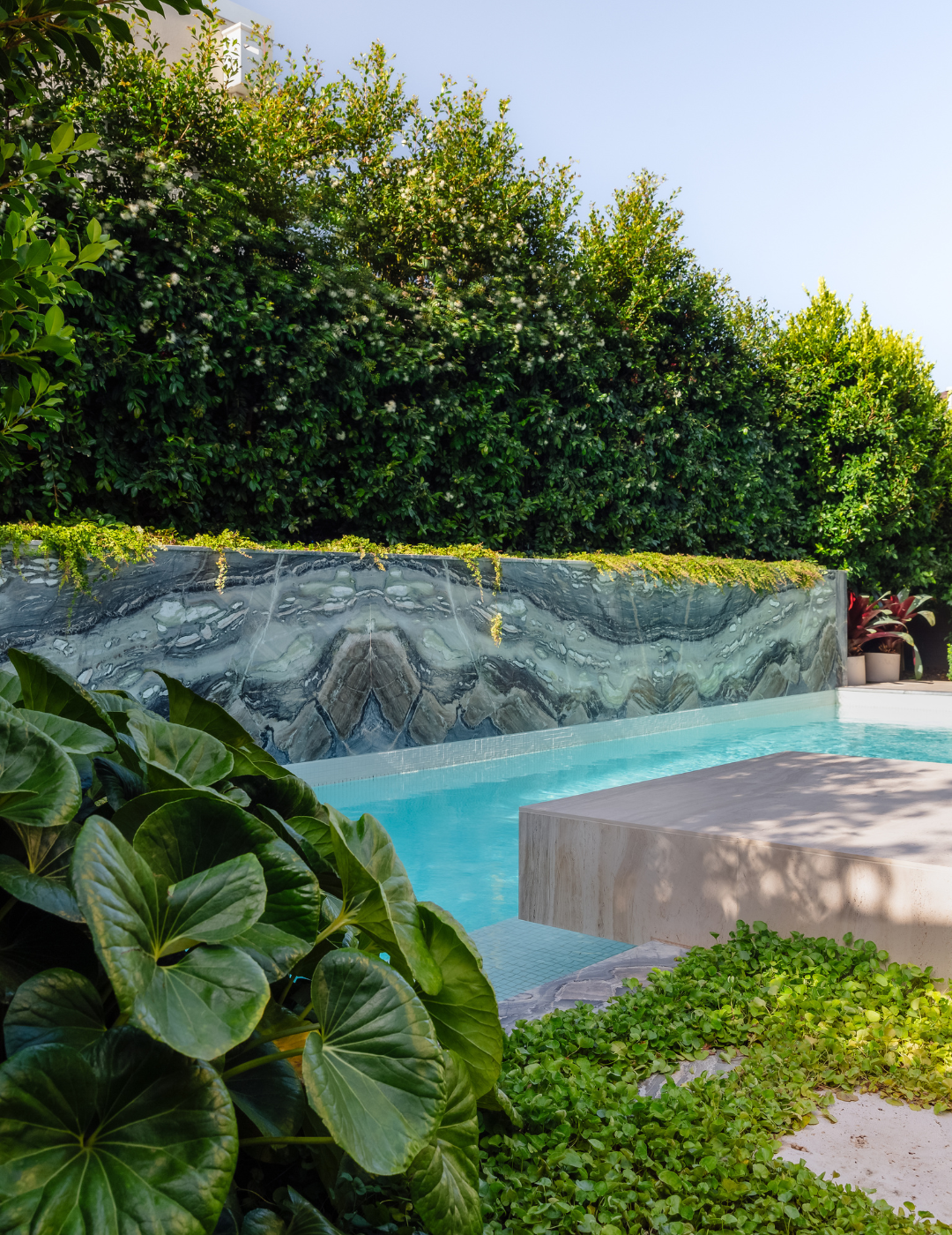 Syzygium paniculatum 'Backyard Bliss' - Lilly Pilly - Evergreen Trees Direct