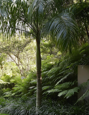 Archontophoenix cunninghamiana Bangalow Palm - Evergreen Trees Direct