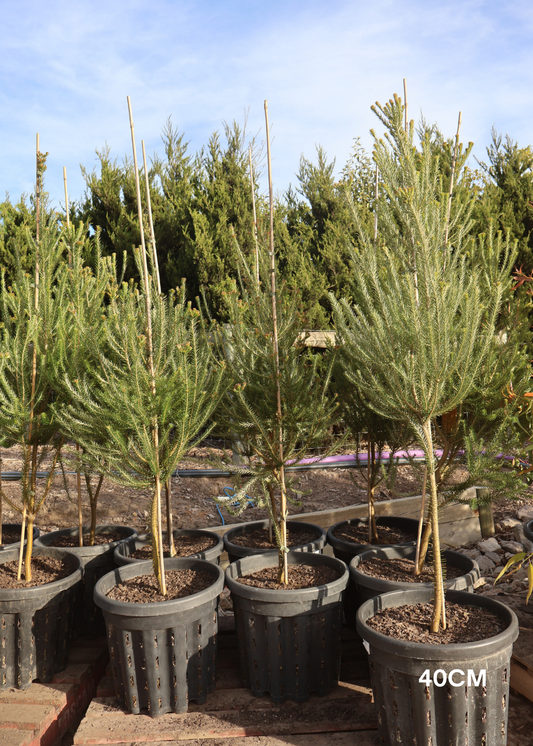 Banksia Erikafolia
