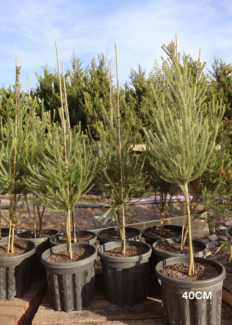 Banksia Ericafolia