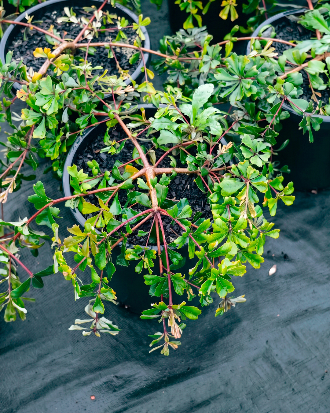 Banksia 'Roller Coaster' – Prostrate Coast Banksia