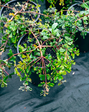 Banksia 'Roller Coaster' – Prostrate Coast Banksia