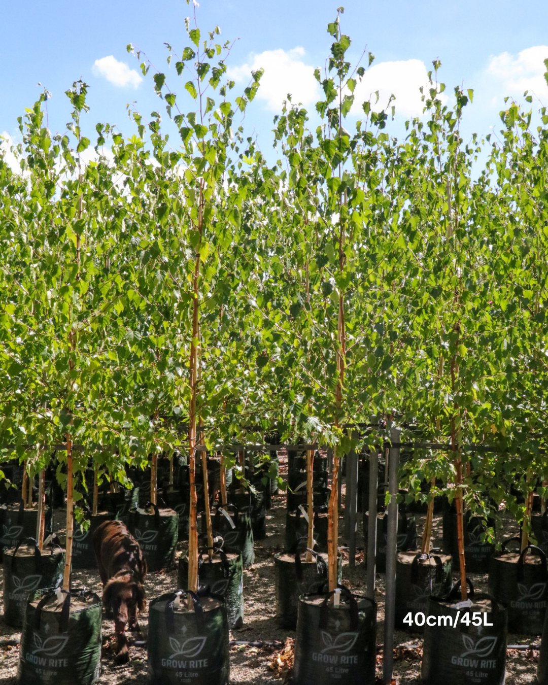 Betula pendula 'Nigra' Black Birch