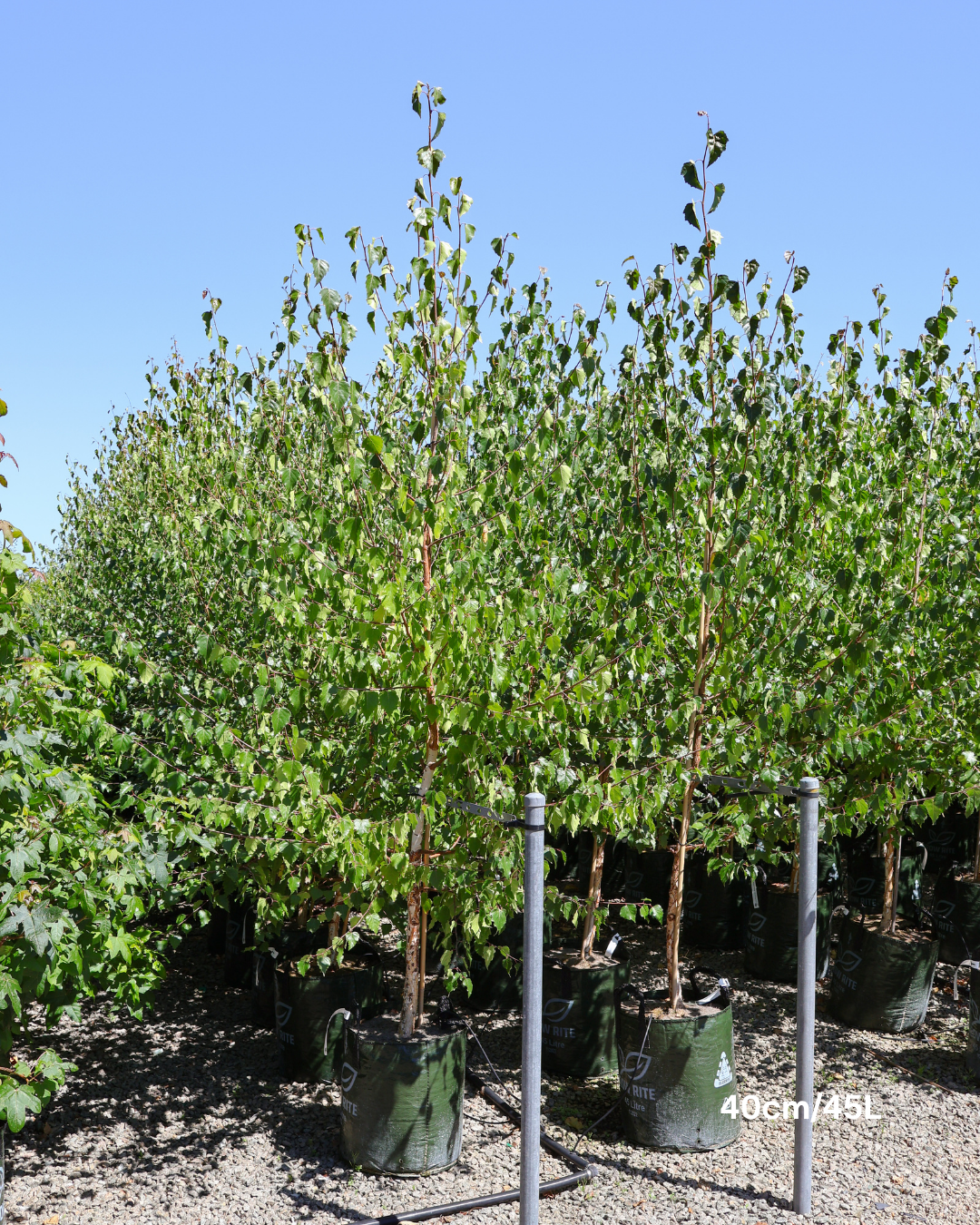 Betula pendula 'Nigra' Black Birch