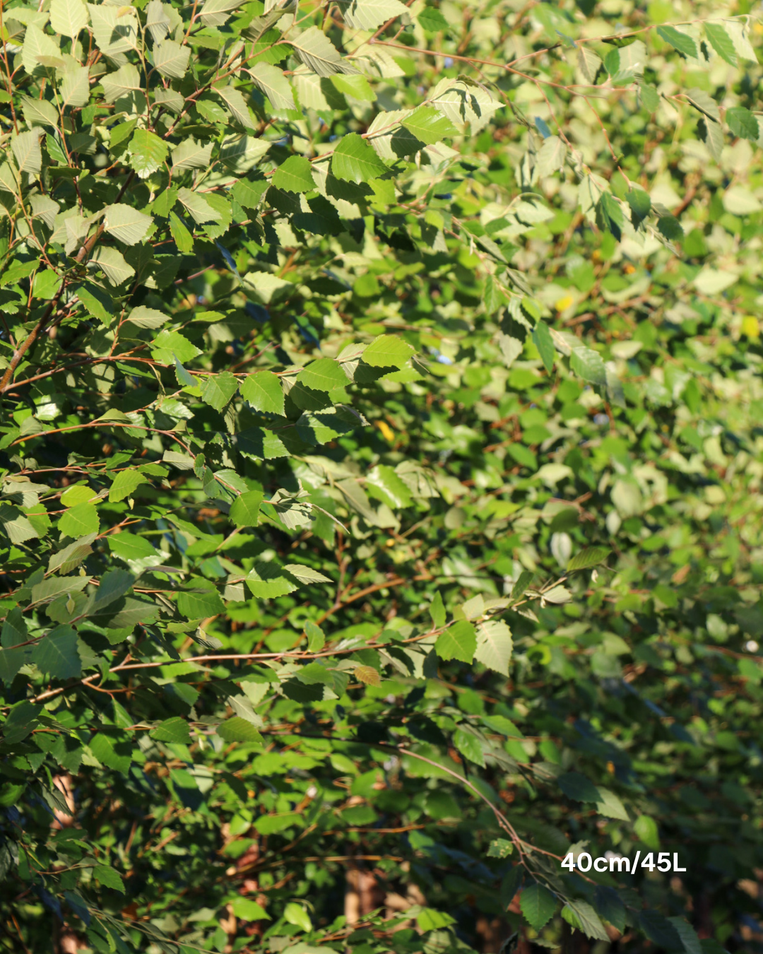Betula pendula 'Nigra' Black Birch