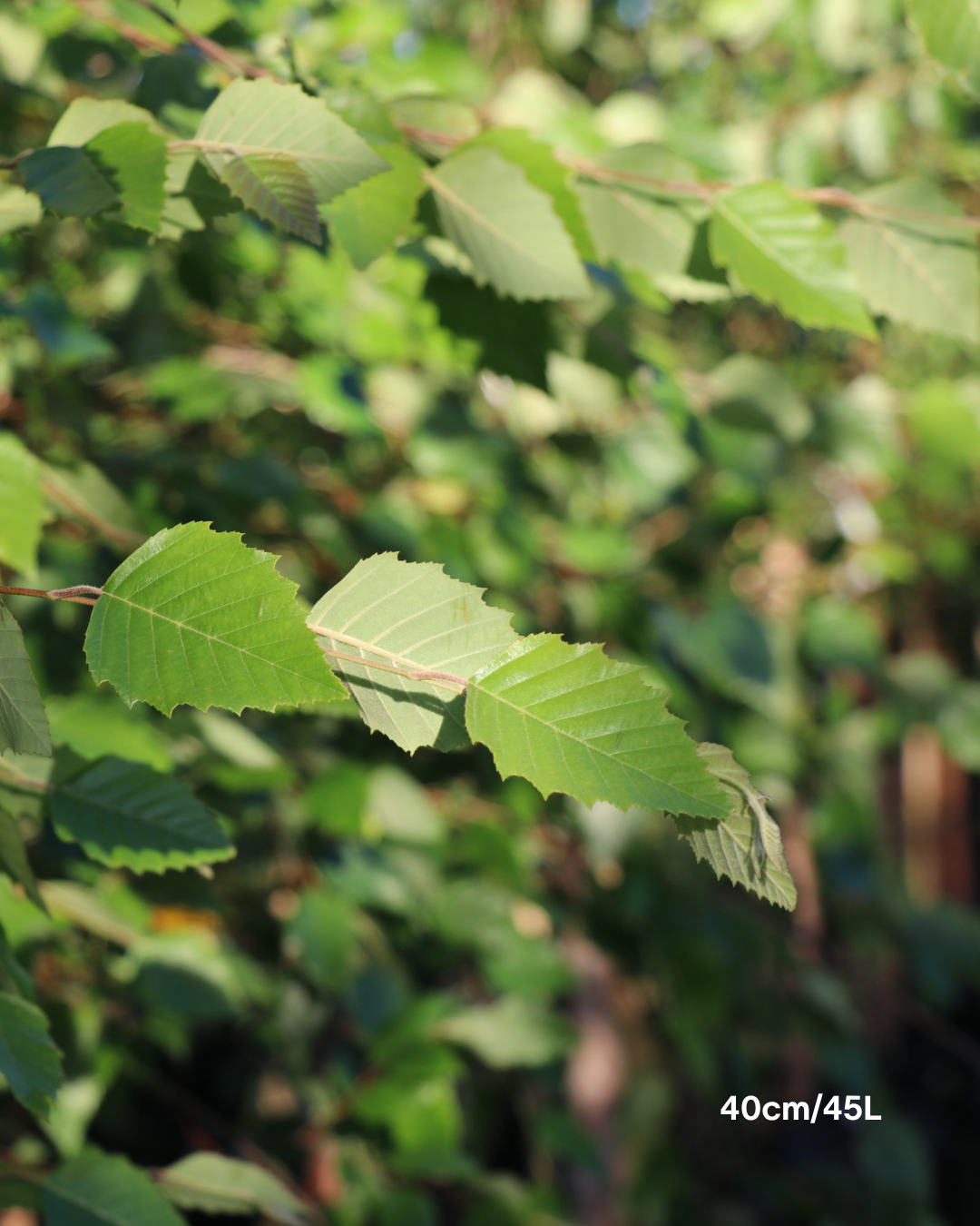 Betula pendula 'Nigra' Black Birch