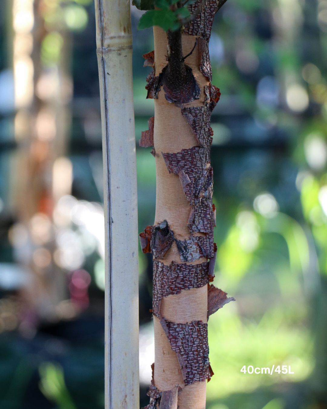 Betula pendula 'Nigra' Black Birch