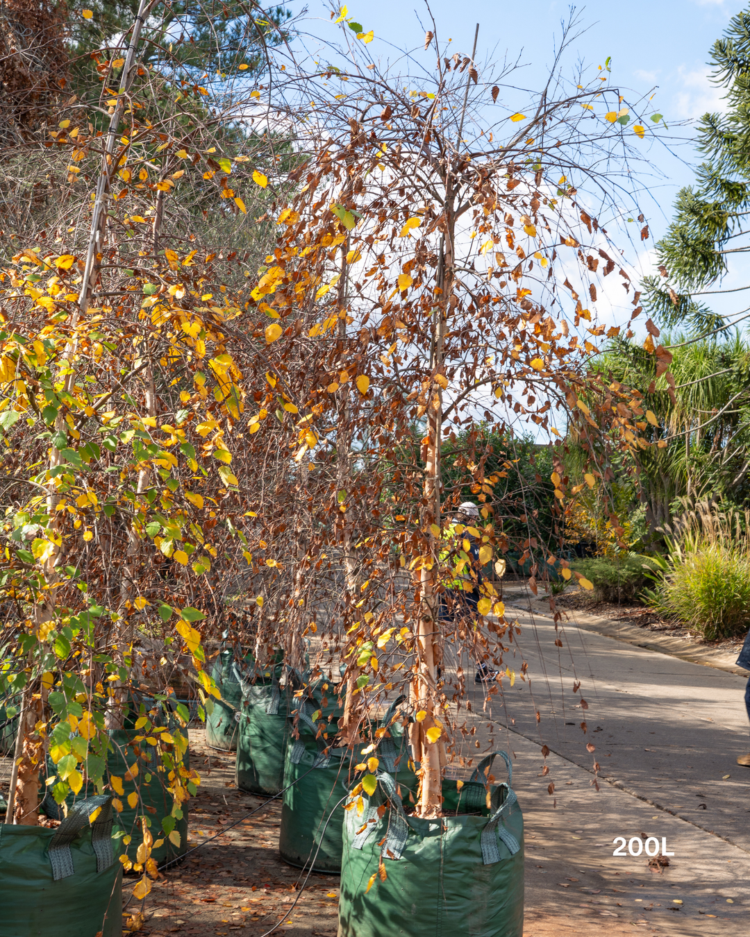 Betula nigra ‘Summer Cascade’ – Summer Cascade River Birch