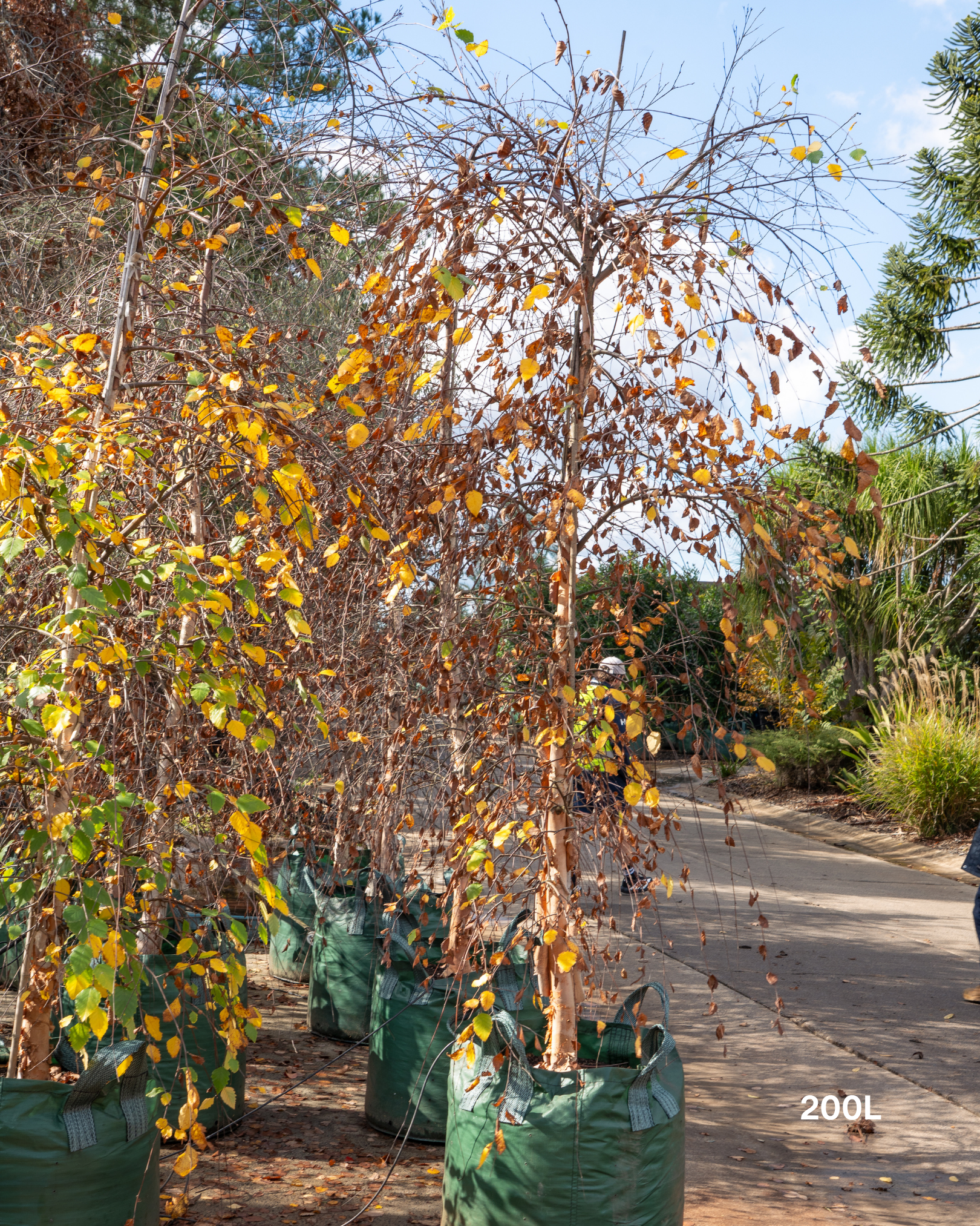 Betula nigra ‘Summer Cascade’ – Summer Cascade River Birch