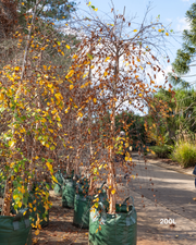 Betula nigra ‘Summer Cascade’ – Summer Cascade River Birch