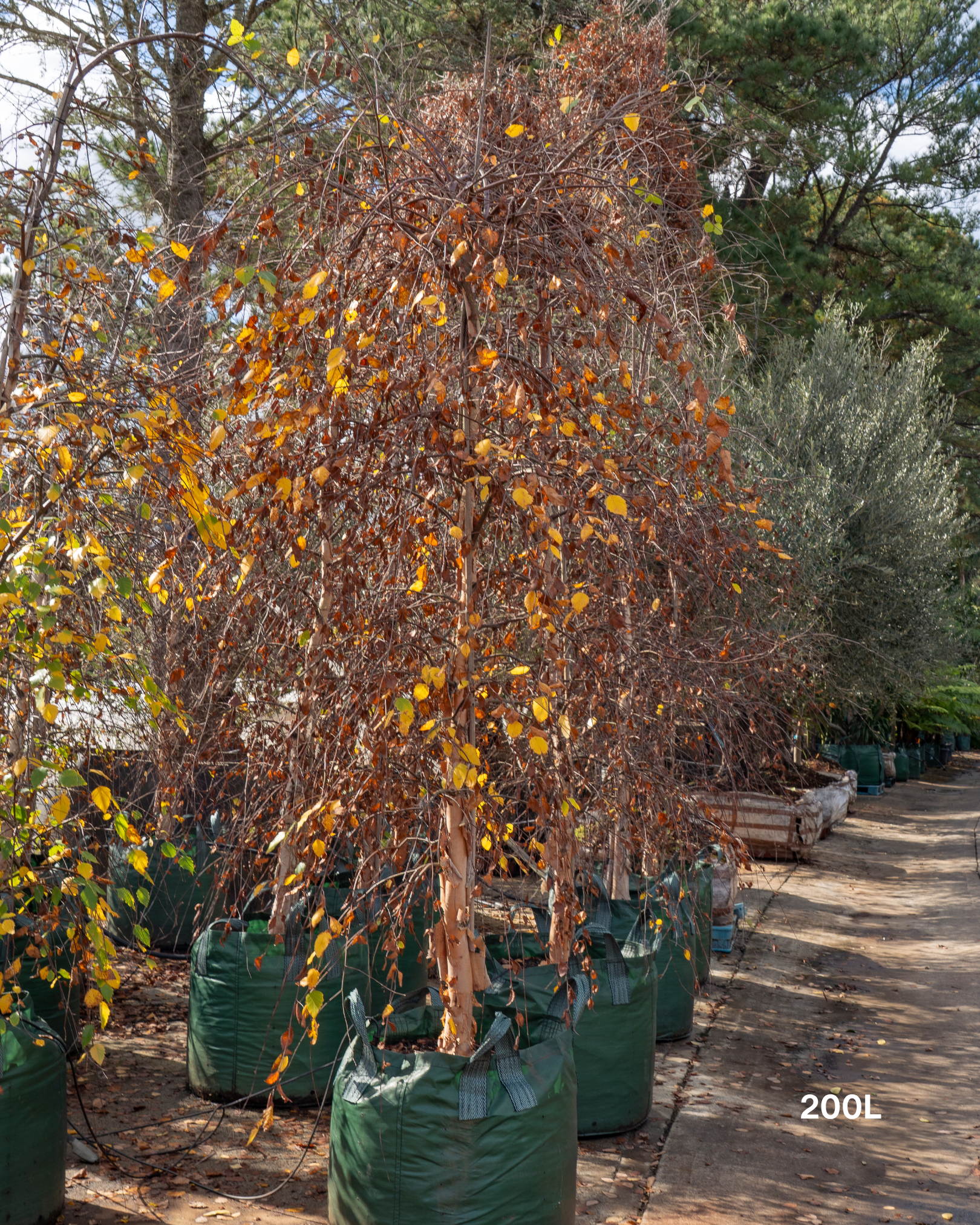 Betula nigra ‘Summer Cascade’ – Summer Cascade River Birch