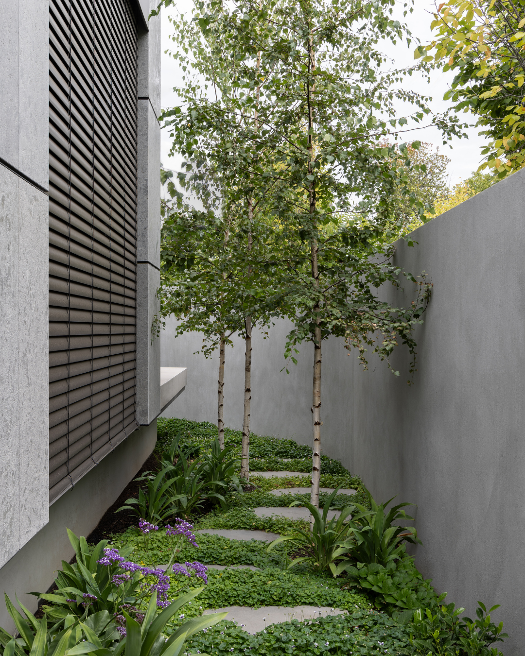 Evergreen Trees Direct