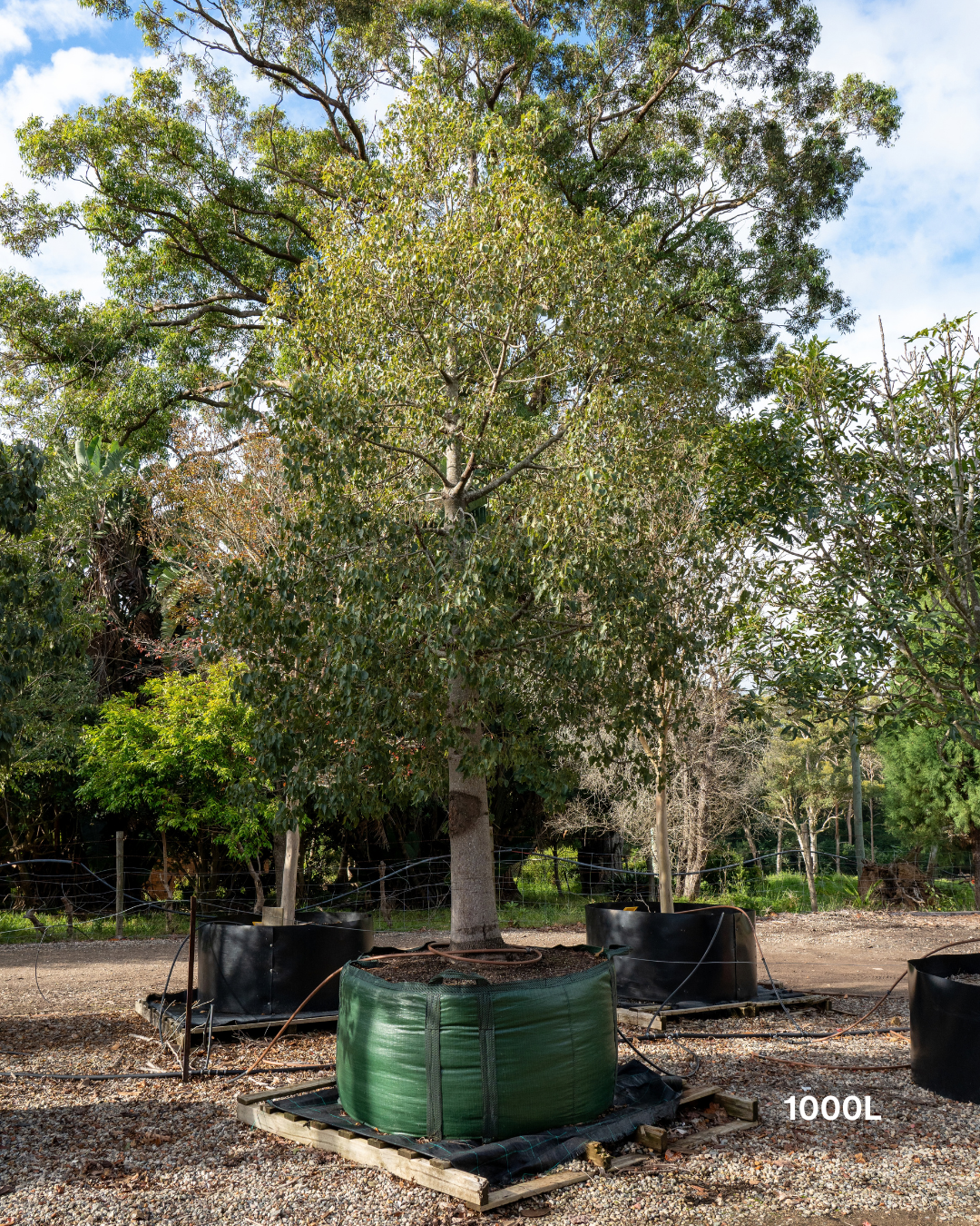 Brachychiton populneus - Bottle Tree