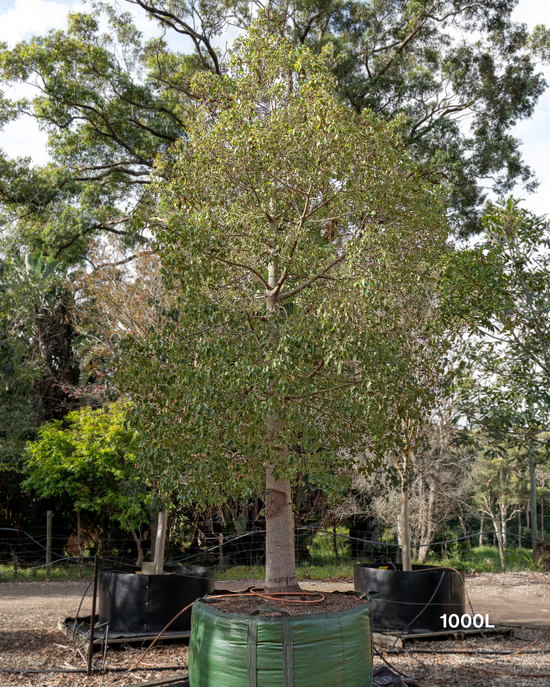 Brachychiton populneus - Bottle Tree
