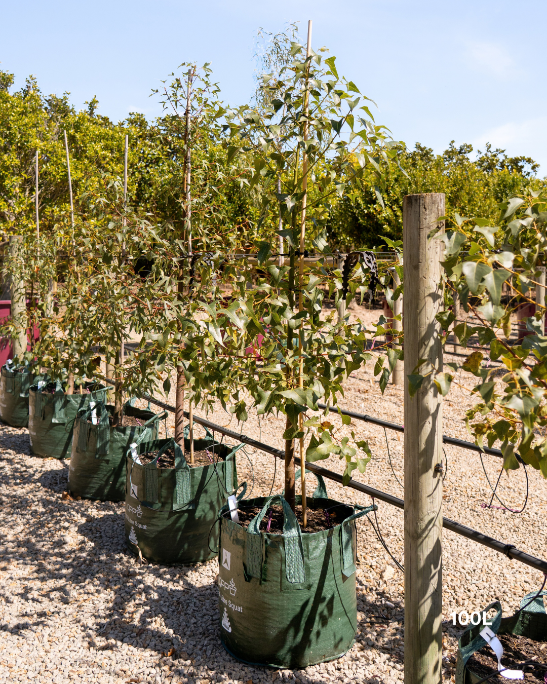 Brachychiton populneus - Bottle Tree