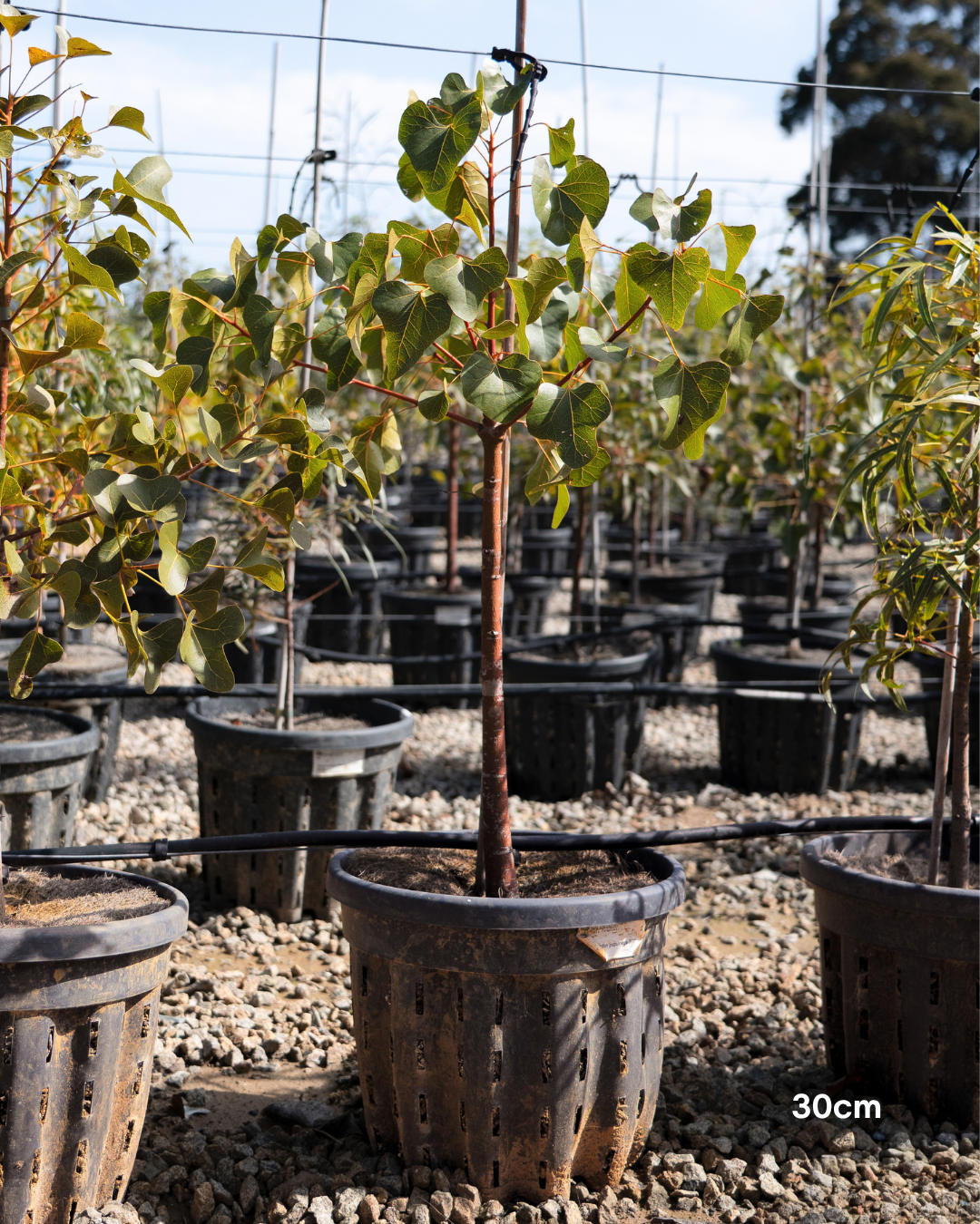 Brachychiton populneus - Bottle Tree