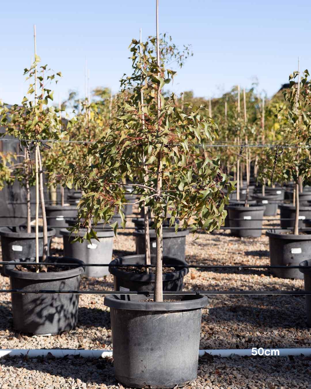 Brachychiton populneus - Bottle Tree