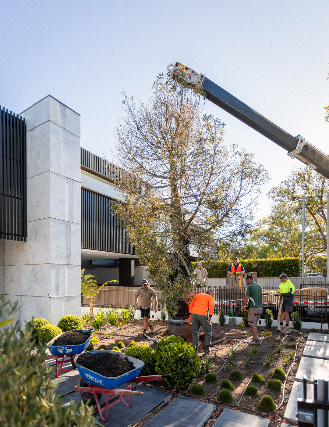 Brachychiton rupestris - Bottle Tree - Evergreen Trees Direct