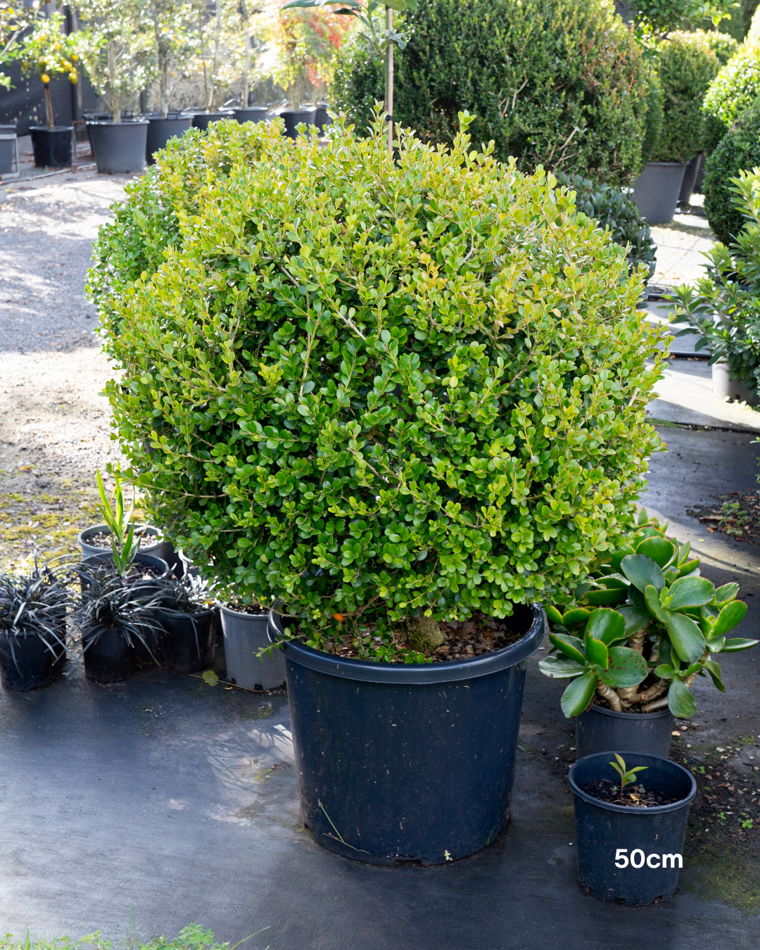 Buxus japonica Japanese Box Topiary Balls