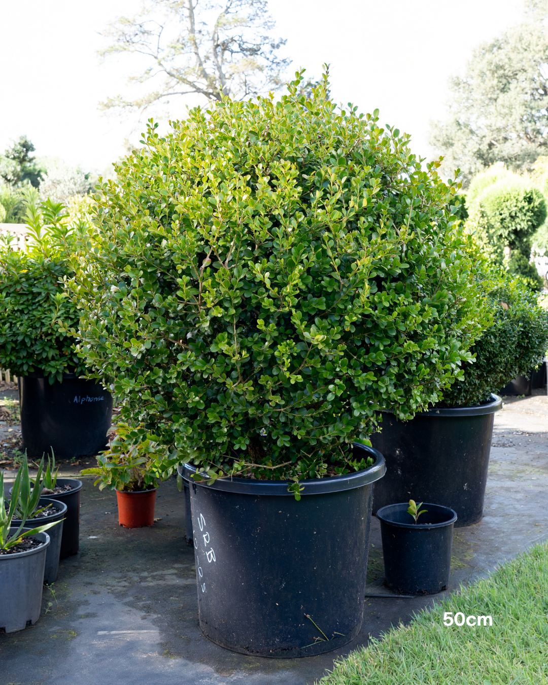 Buxus japonica Japanese Box Topiary Balls