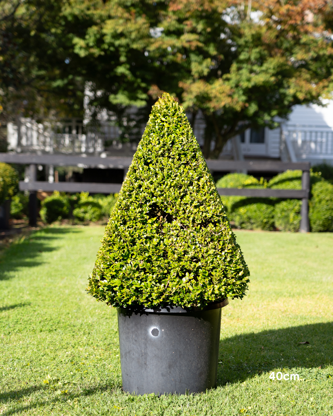 Buxus japonica Japanese Box Topiary Balls
