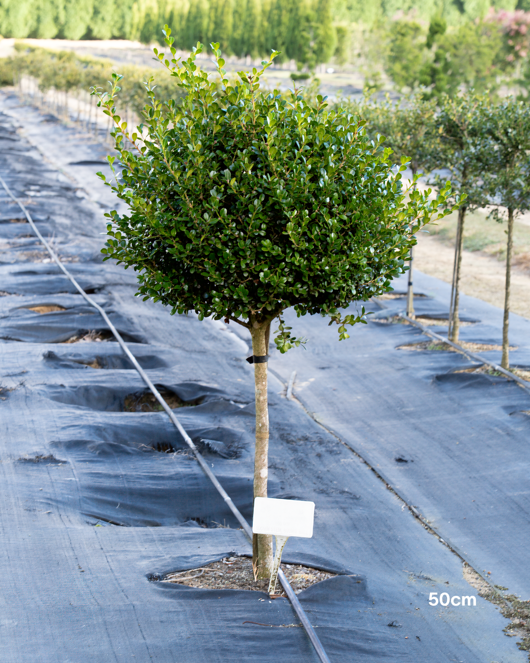 Buxus japonica Japanese Box Topiary Balls