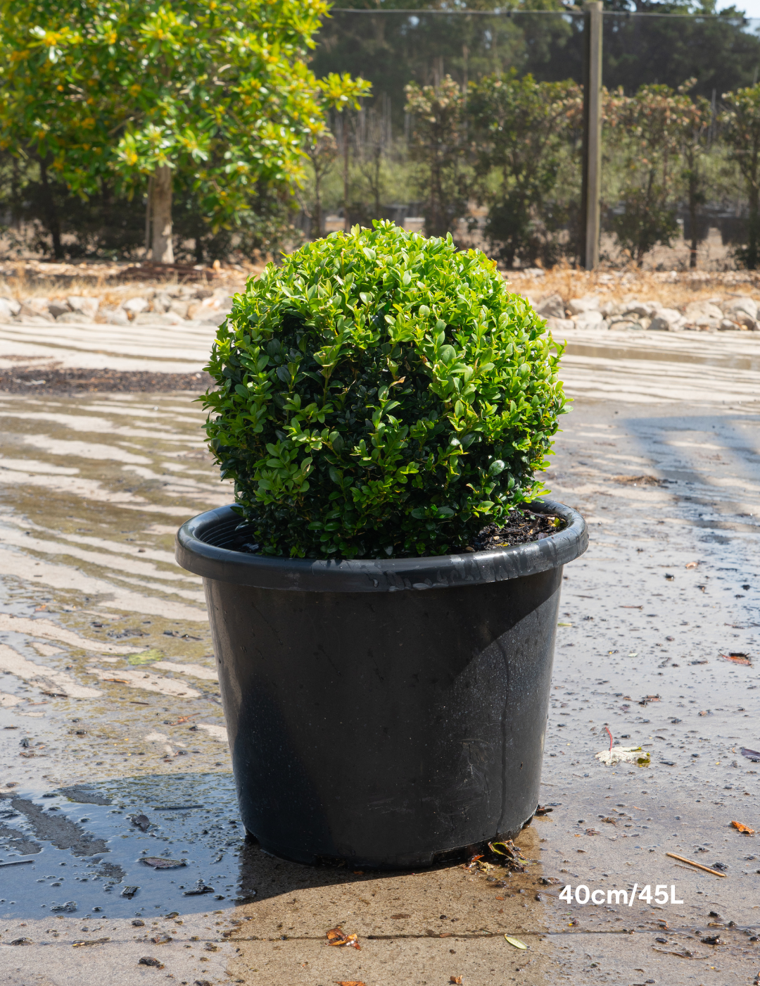 Buxus sempervirens English Box Topiary Balls - Evergreen Trees Direct