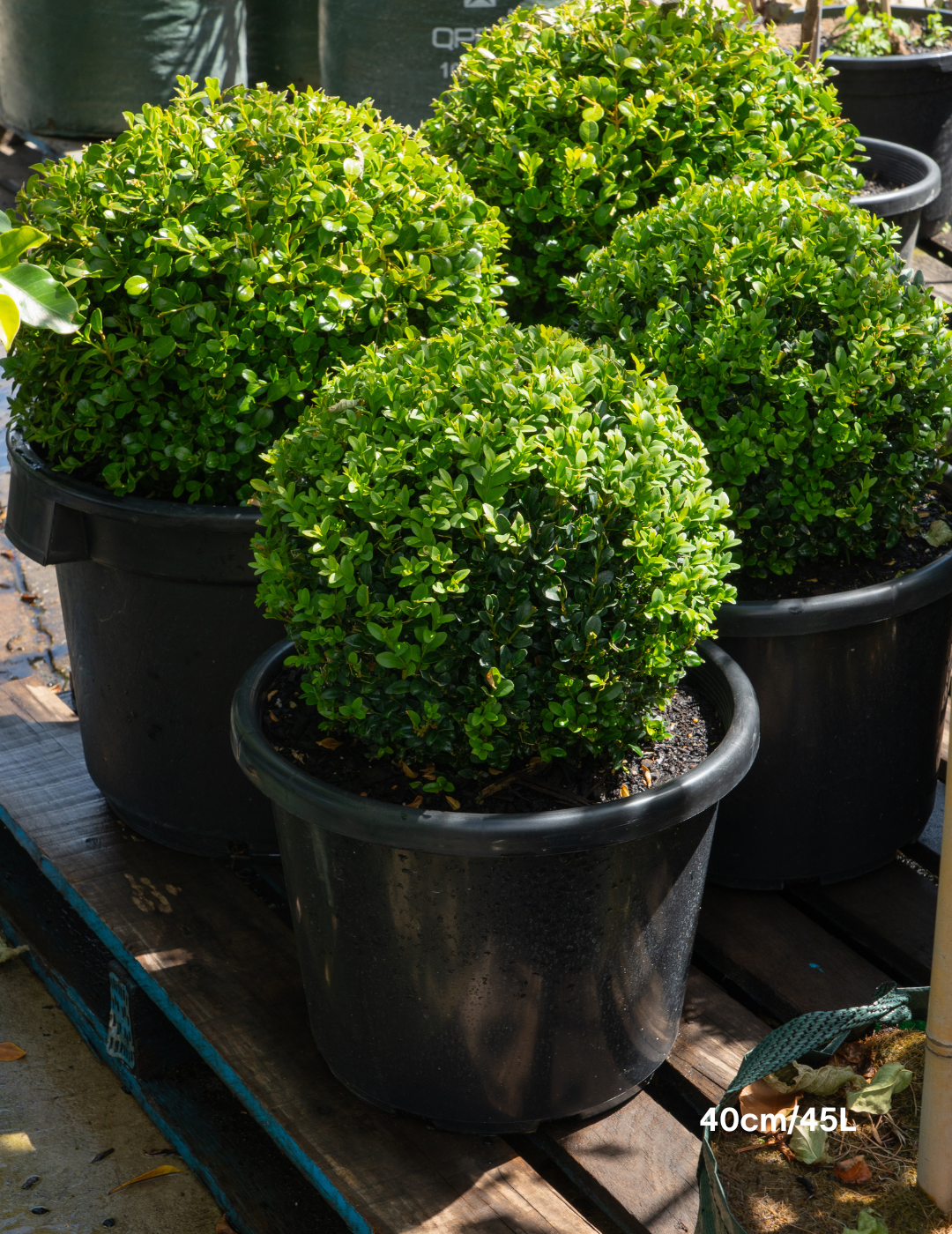 Buxus sempervirens English Box Topiary Balls - Evergreen Trees Direct