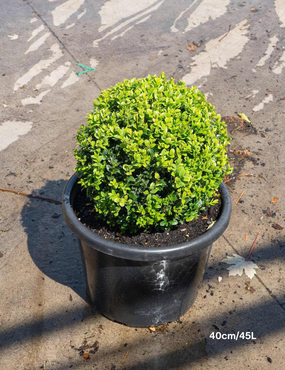 Buxus sempervirens English Box Topiary Balls - Evergreen Trees Direct