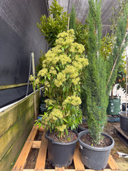 Backhousia citriodora - Lemon Myrtle - DECEMBER SPRINT SALE