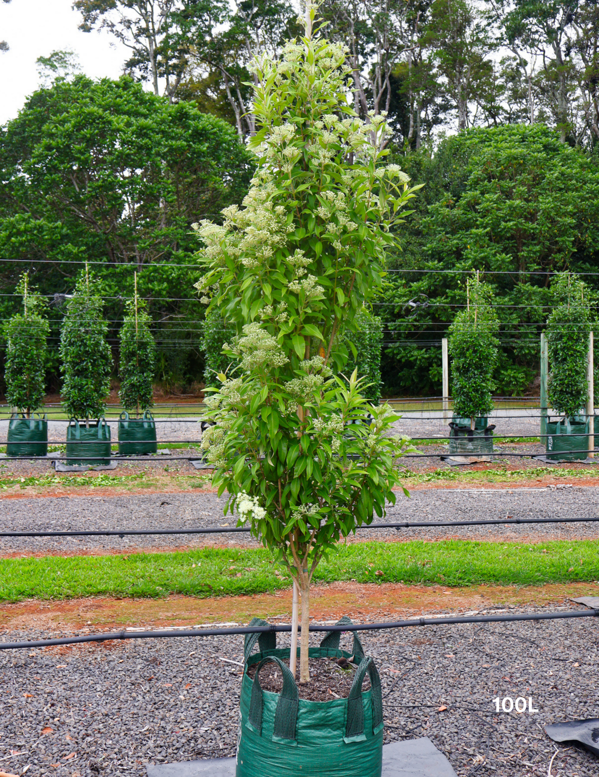 Backhousia citriodora - Lemon Myrtle - Evergreen Trees Direct