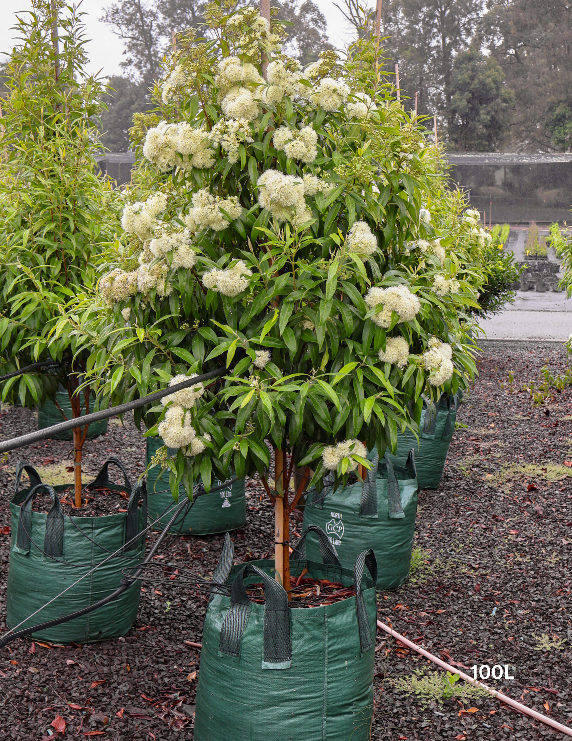 Backhousia citriodora - Lemon Myrtle - Evergreen Trees Direct