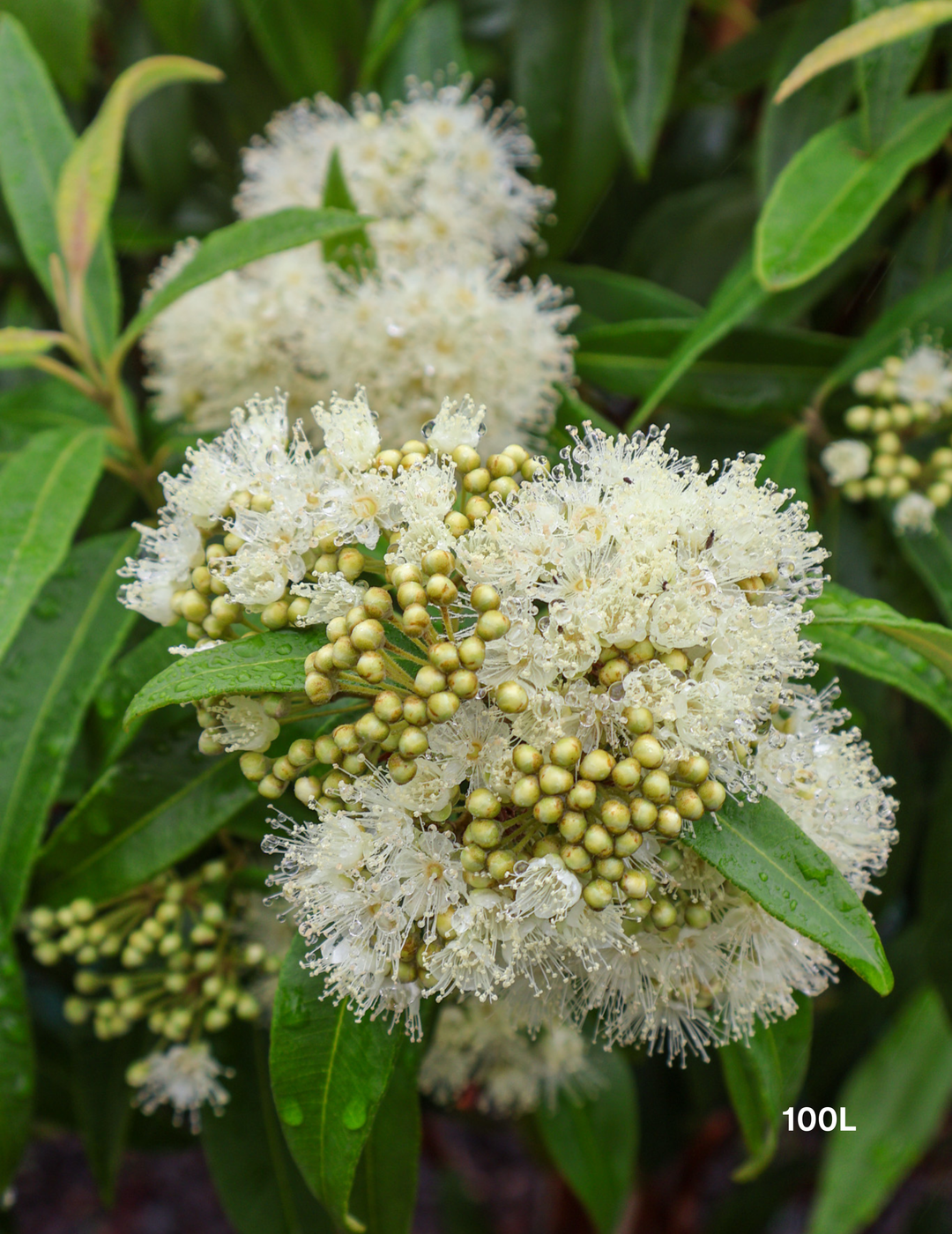Backhousia citriodora Lemon Myrtle