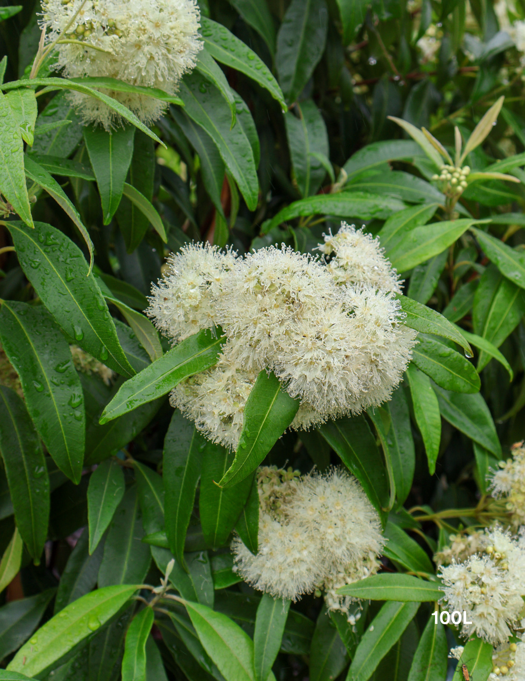 Backhousia citriodora Lemon Myrtle