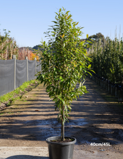 Backhousia citriodora - Lemon Myrtle - Evergreen Trees Direct