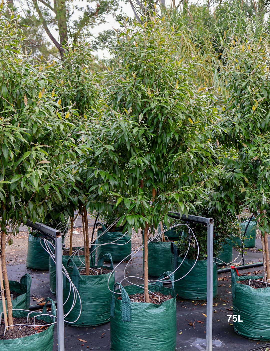 Backhousia citriodora - Lemon Myrtle - Evergreen Trees Direct