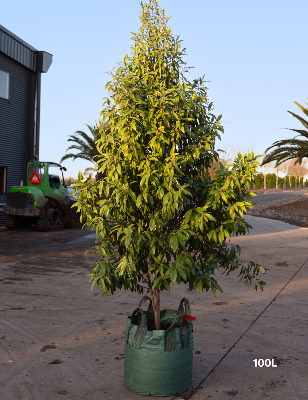 Backhousia citriodora - Lemon Myrtle - Evergreen Trees Direct
