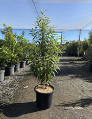Backhousia citriodora Lemon Myrtle