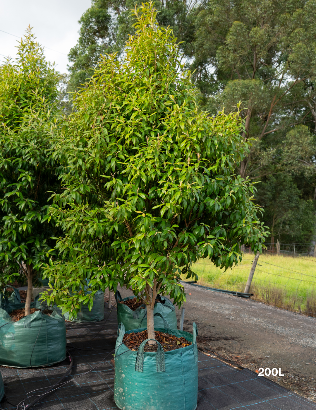 Backhousia citriodora Lemon Myrtle