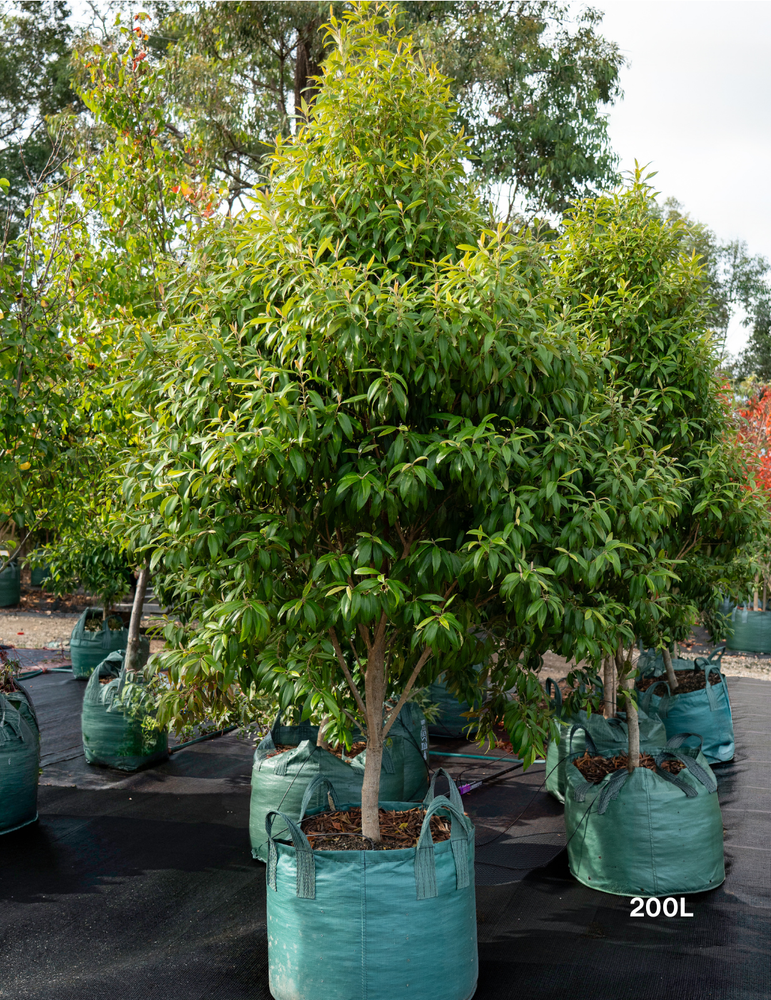 Backhousia citriodora Lemon Myrtle