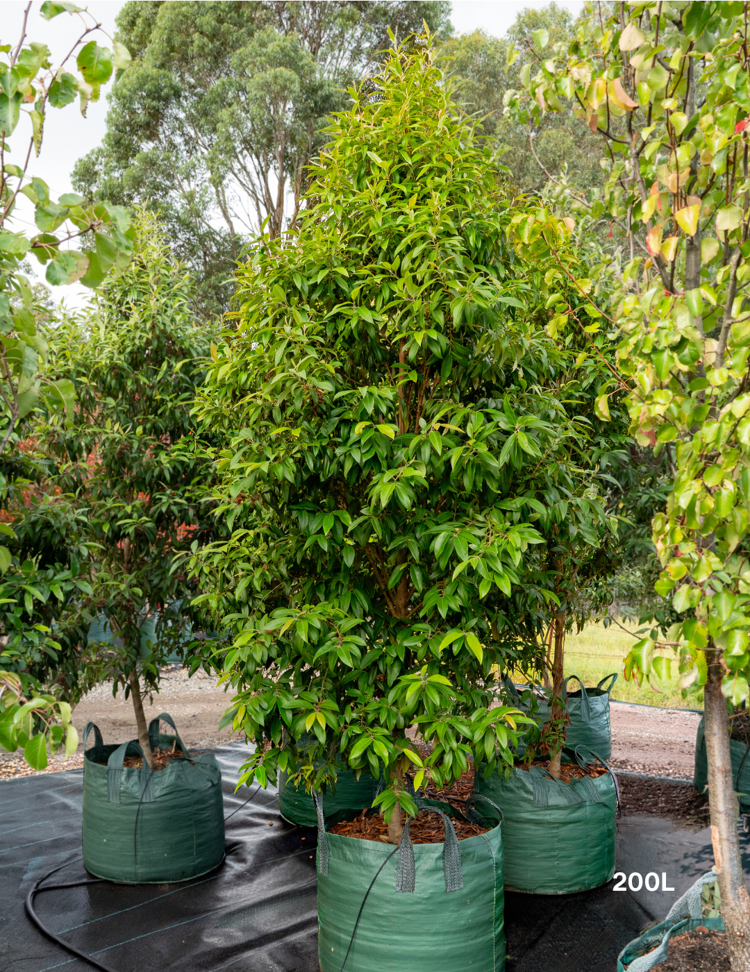 Backhousia citriodora Lemon Myrtle